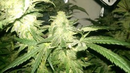 IMAG2774.jpg IMAG2774.jpg