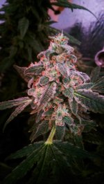 IMAG2787[1].jpg
