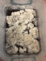 2018-03-28 19.34.44.jpg