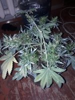 20180317_221841.jpg