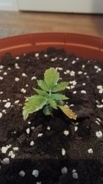 IMG_20180405_155456.jpg