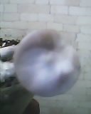 IMG0015A.jpg