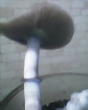 IMG0014A.jpg