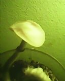 IMG0012A.jpg