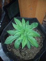 IMG_20180408_223834.jpg