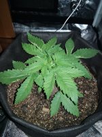 IMG_20180408_223721.jpg