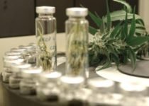 cannabisnews-1-19-210x150.jpg