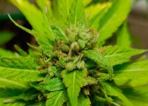 cannabis.jpg