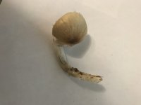 2018-04-12 18.05.20.jpg