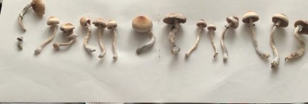 2018-04-13 11.16.03.jpg