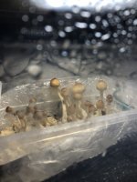 2018-04-13 16.48.09.jpg