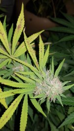 20170520_094728.jpg 20170520_094728.jpg