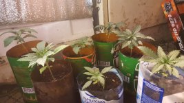20180419_150014.jpg