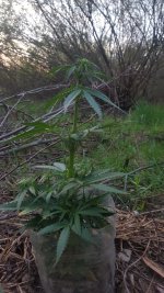 20180419_202026.jpg