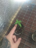IMG_20180421_222337.jpg