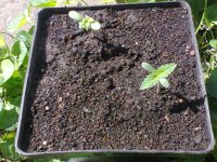 жорик для BMW0381.jpg