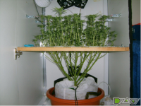 FireShot Capture 170 - A.M.S. стррижка под расчёску. - Трениро_ - https___dzagi.club_forum_ind...png