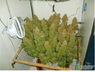 FireShot Capture 171 - A.M.S. стррижка под расчёску. - Страниц_ - https___dzagi.club_forum_ind...png