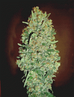 auto chocolate skunk fem.jpg