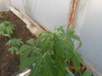 DSCN4326.JPG DSCN4326.JPG