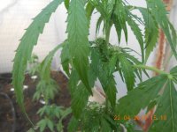 DSCN4327.JPG DSCN4327.JPG
