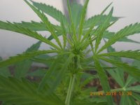 DSCN4280.JPG DSCN4280.JPG