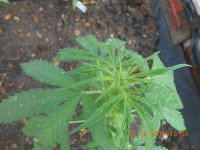 DSCN4313.JPG DSCN4313.JPG