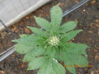 DSCN4311.JPG DSCN4311.JPG