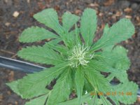 DSCN4316.JPG DSCN4316.JPG