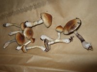 DSCF2449.JPG