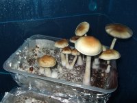 DSCF2457.JPG