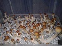 20180427_183116.jpg
