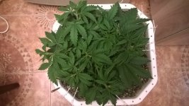 WP_20180407_002.jpg WP_20180407_002.jpg