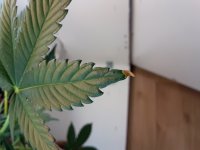 20180429_212625.jpg 20180429_212625.jpg