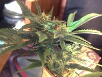 vlcsnap-00002 копия.jpg