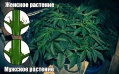 Без названия (1).jpg