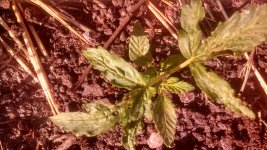 IMG_20180505_080026_250-816x459.jpg