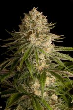 critical-kush-dinafem_product_full.jpg