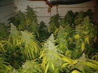 IMG_20180507_113904 - копия.jpg IMG_20180507_113904 - копия.jpg