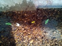 IMG_20180506_172550.jpg