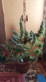 IMG_20180514_183332_1.jpg