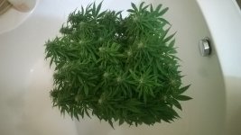 WP_20180516_001.jpg