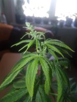 IMG_20180414_105645.jpg