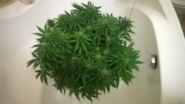 WP_20180520_002.jpg