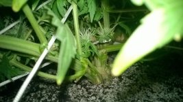 WP_20180520_007.jpg