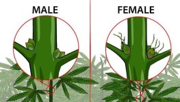 v4-728px-Identify-Female-and-Male-Marijuana-Plants-Step-3-Version-3-min.jpg