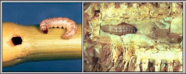 Ostrinia-nubilalis-5 (1).jpg