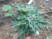 DSCN4805.JPG