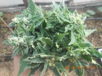 DSCN4807.JPG