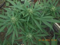 DSCN4797.JPG